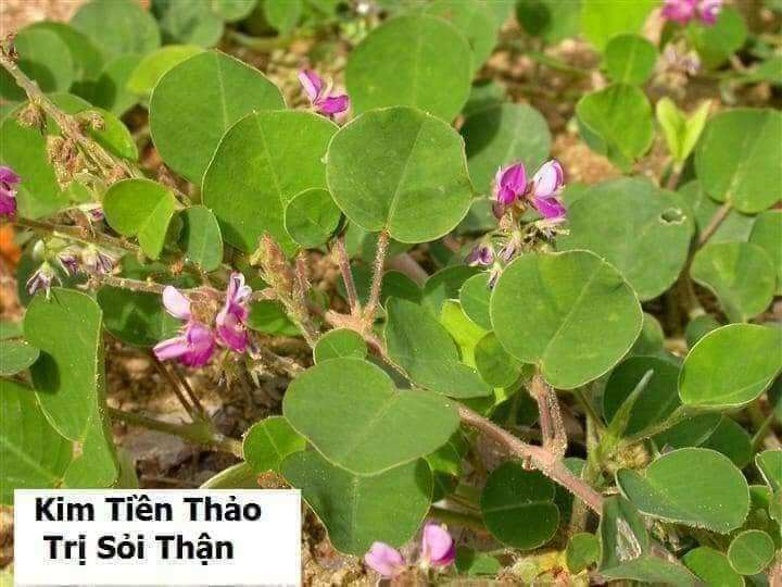 Cây kim tiền thảo+ râu mèo