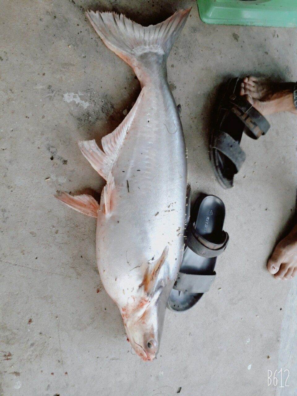 TINH MÙI CÂU CÁ TRA SATUDA