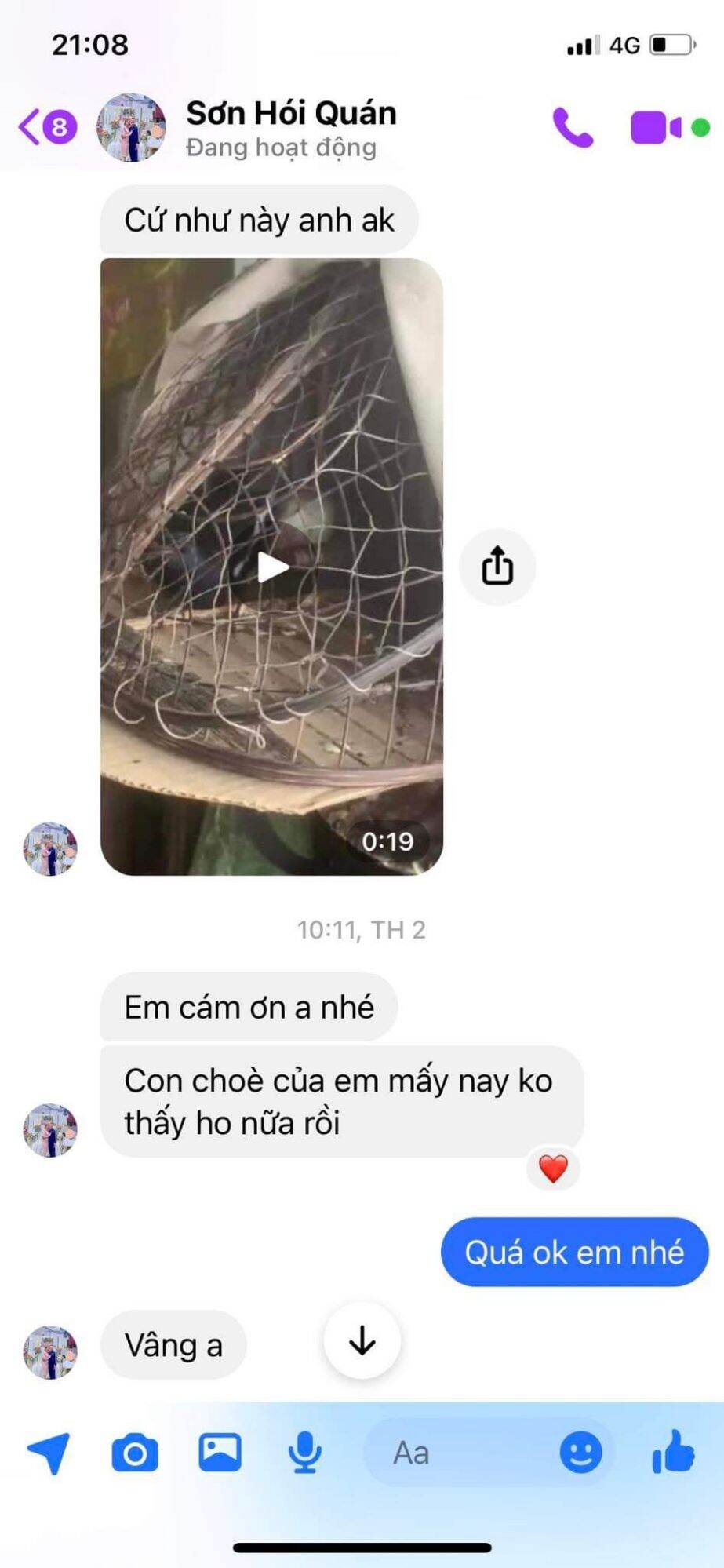 Thuốc ho cho chim cảnh