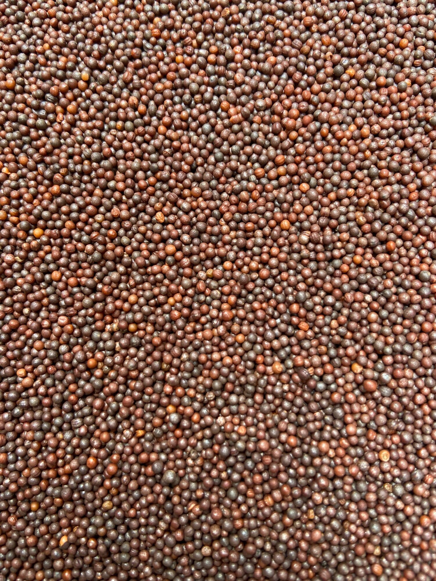 Hạt mần ri - ngũ cốc Đặng Nam