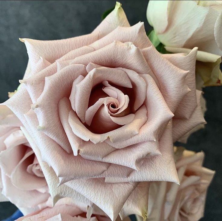 Hoa hồng ngoại Menta Rose - hồng bụi, màu tím khói, hàng sưu tầm
