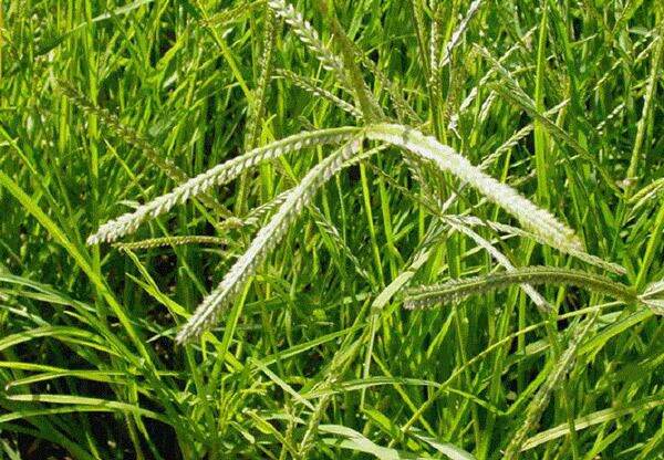 Cỏ mần trầu tươi 1kg
