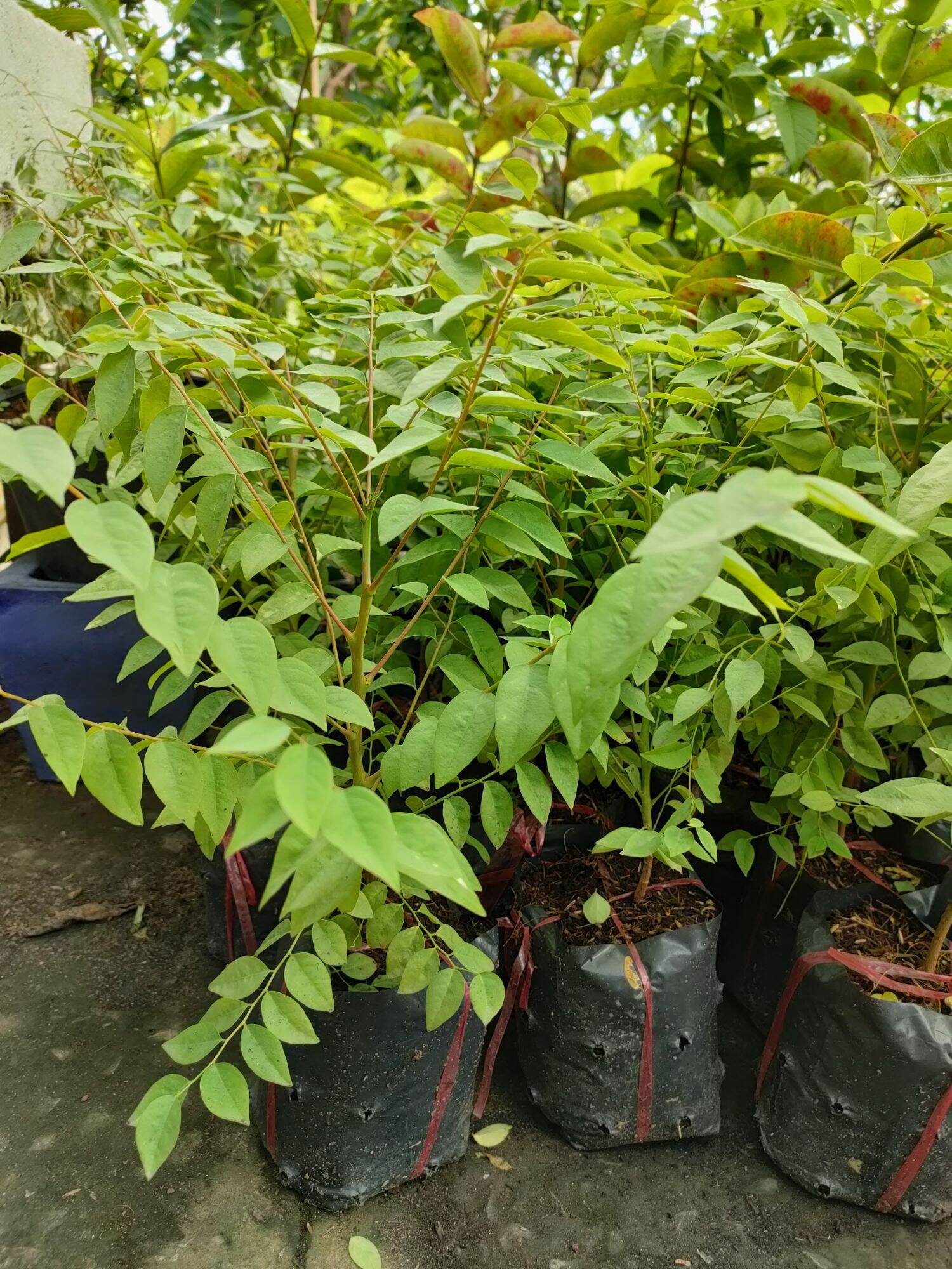 Cây chùm ruột