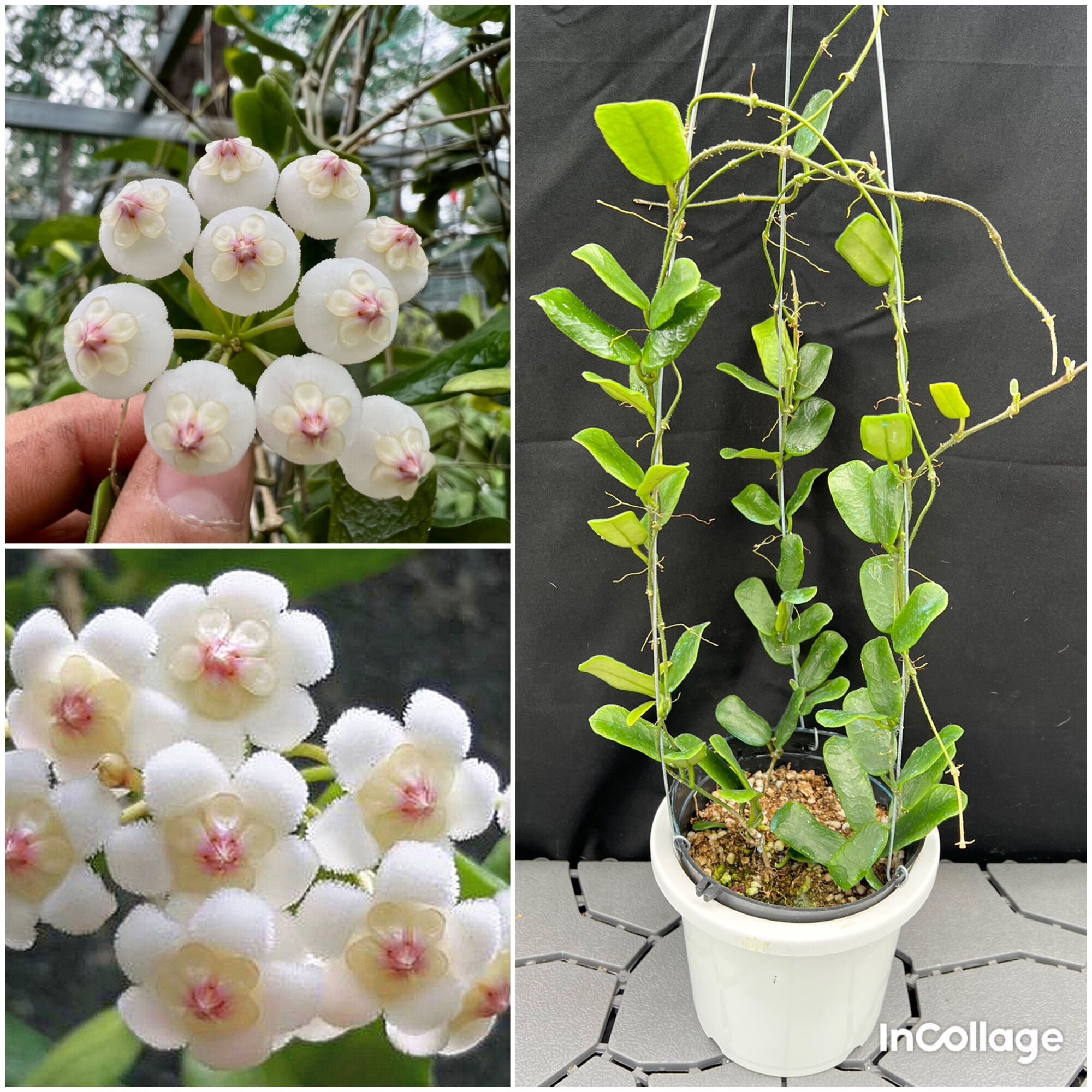 Hoa Cẩm cù hoya Rotundiflora lá vuông thân leo nhiều kích thước, hoa rất đẹp, ra hoa quanh năm