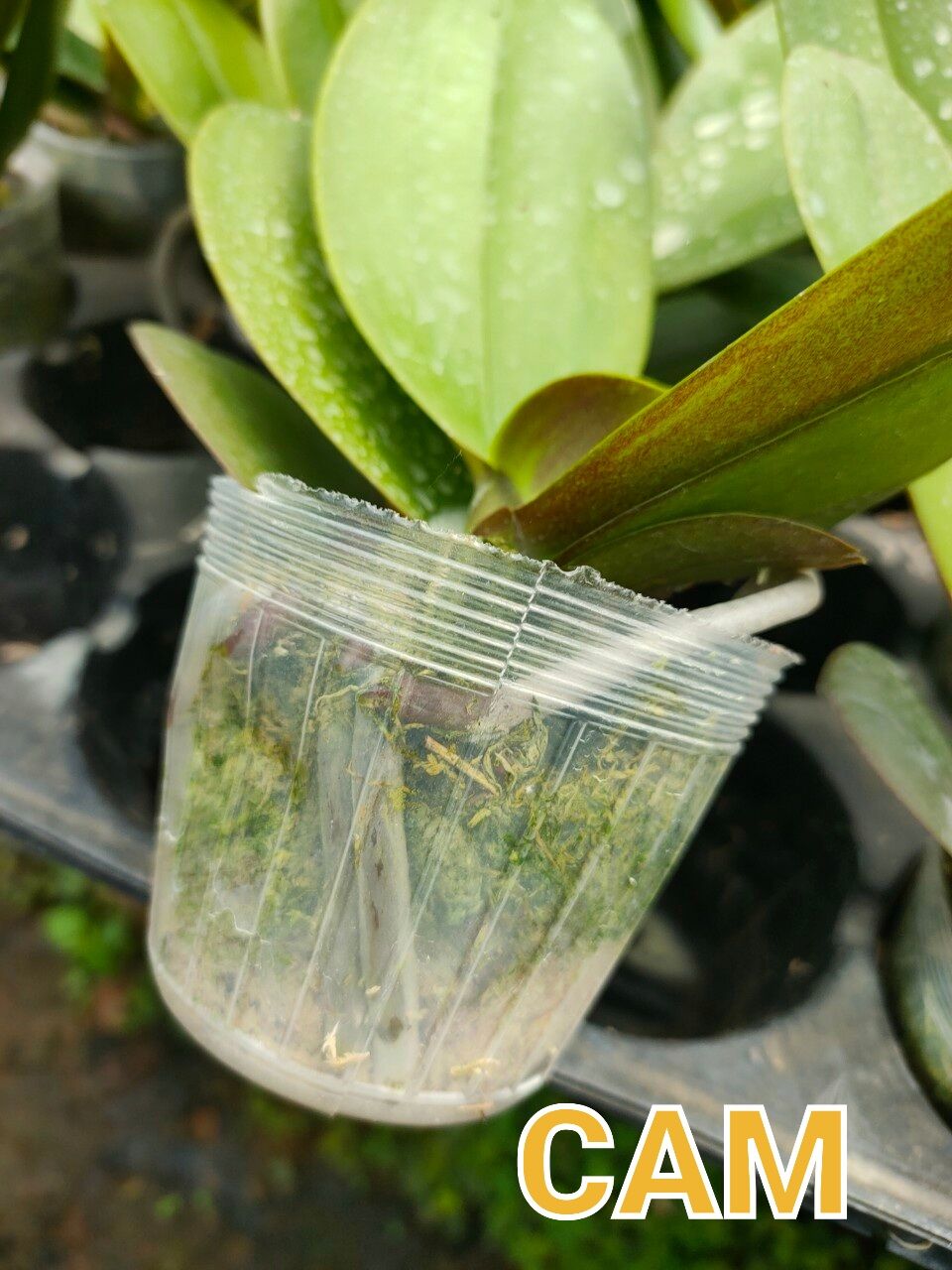 lan hđ cốc 2.5 hoa cỡ trung màu cam