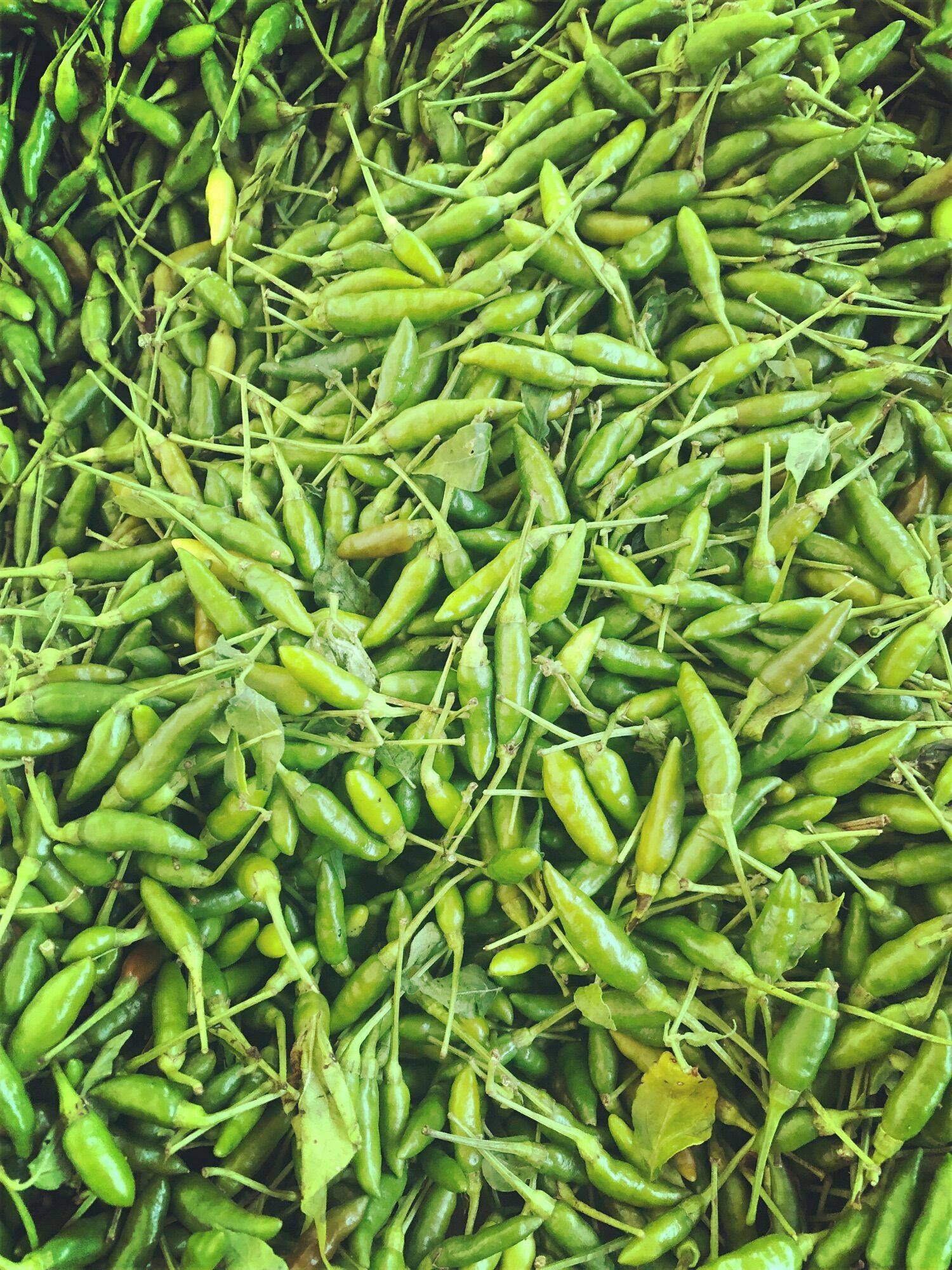 Ớt thóc xanh tây bắc 150k/kg