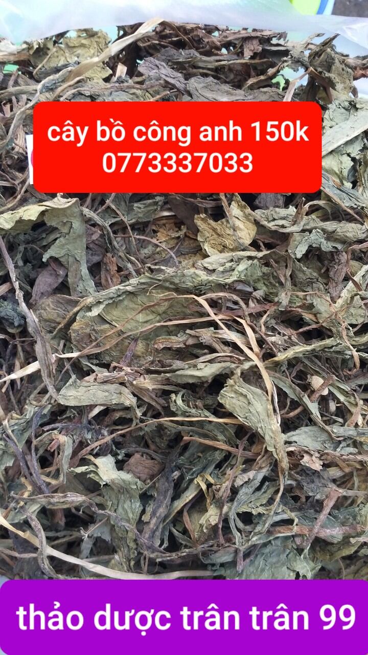 Cây bồ công anh phơi khô 1kg