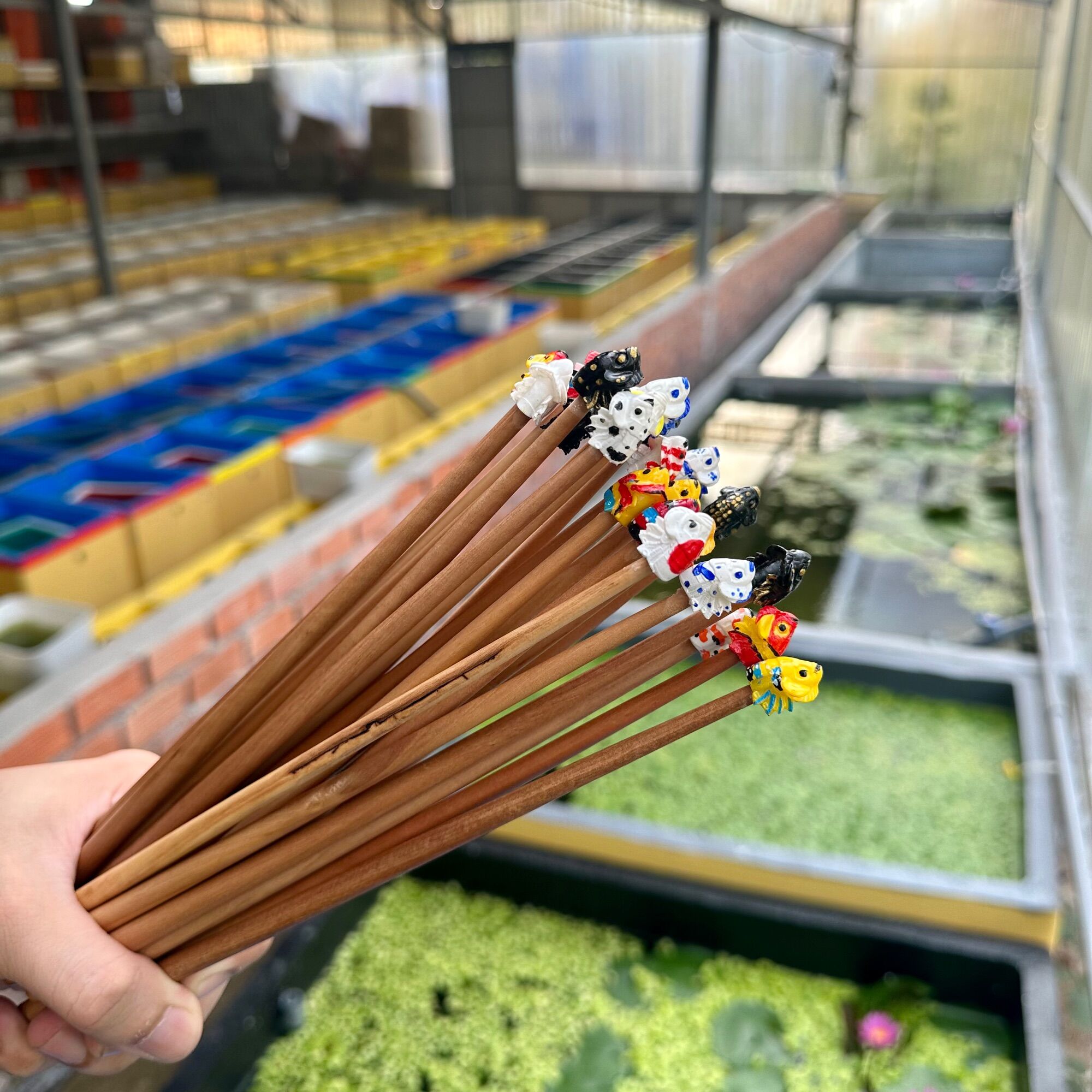 Cây kè cá betta - IN 3D cao cấp ( Giao màu ngẫu nhiên )