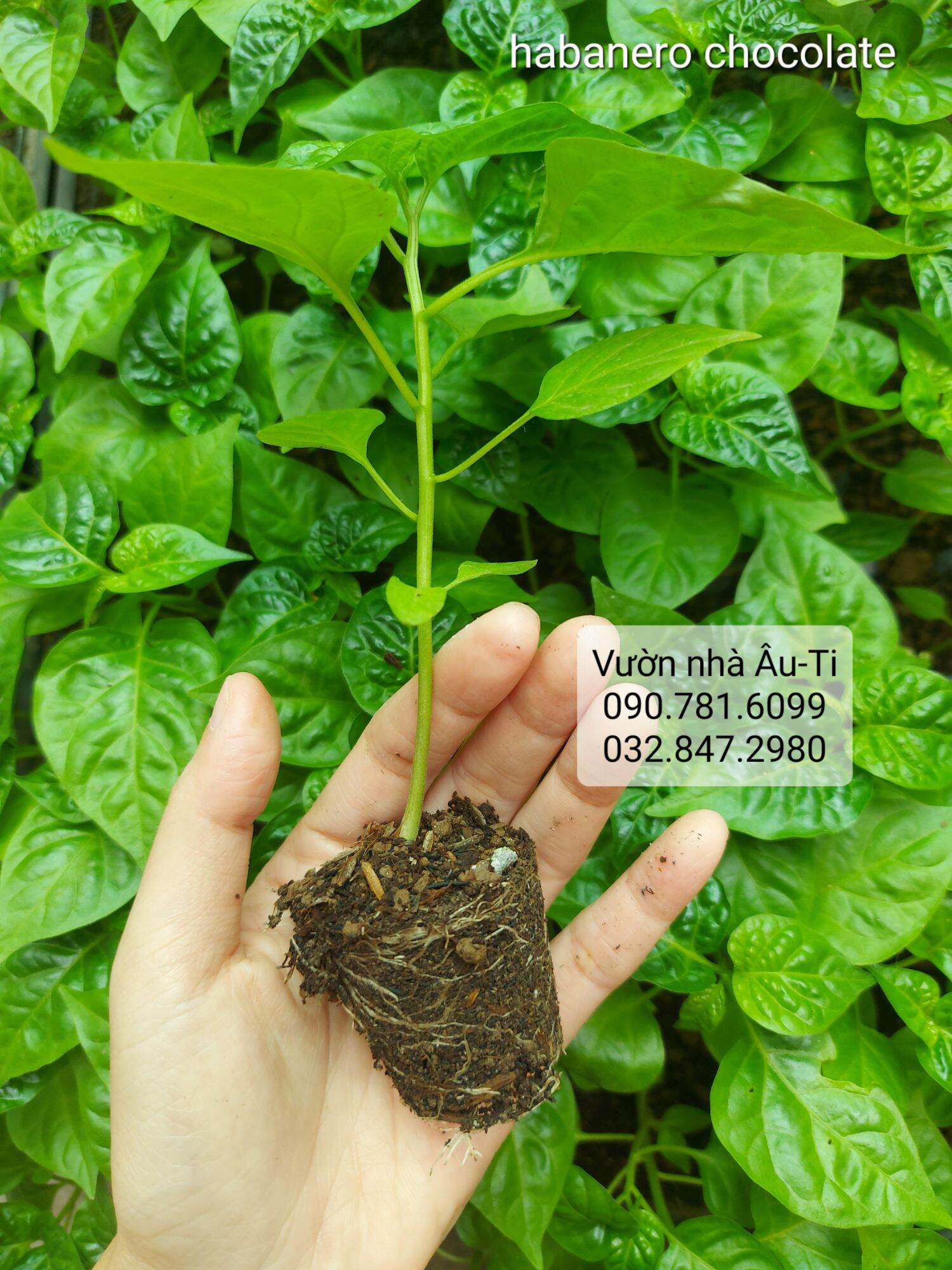 Cây ớt Habanero chocolate như hình, ớt siêu cay
