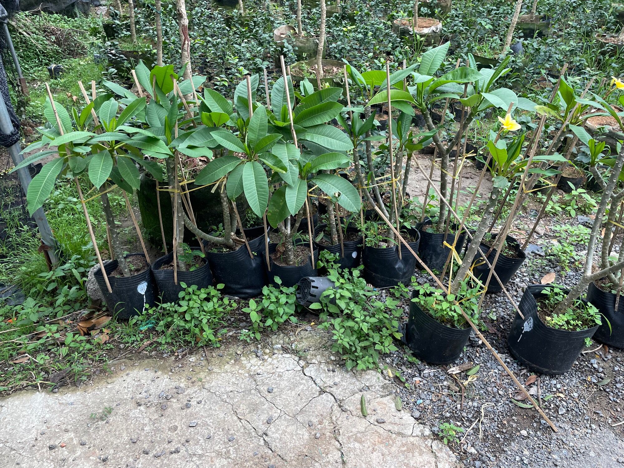 Cây hoa đại sứ hoa đại hoa thơm dễ chịu