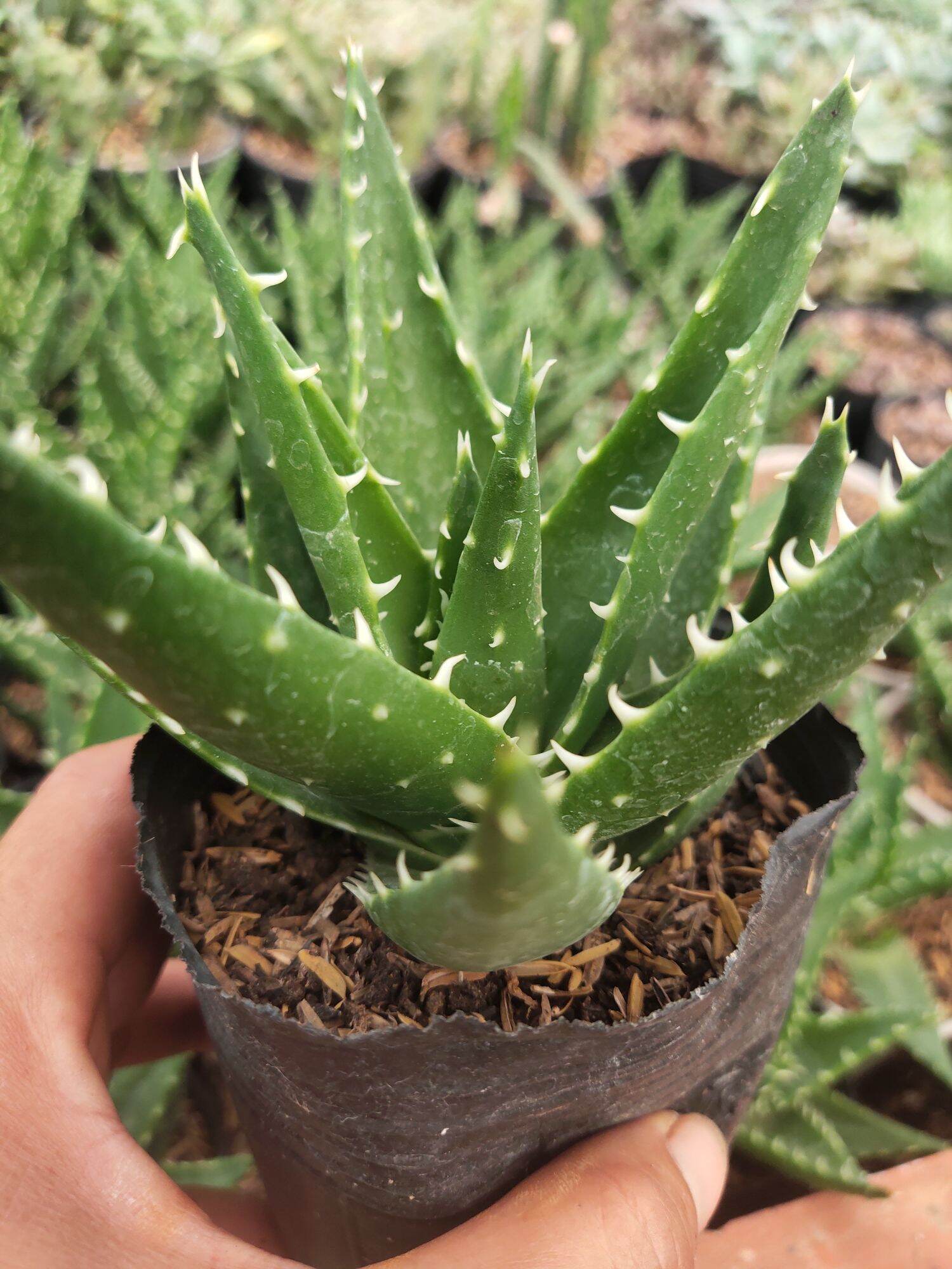 Cây Aloe Cá Mập