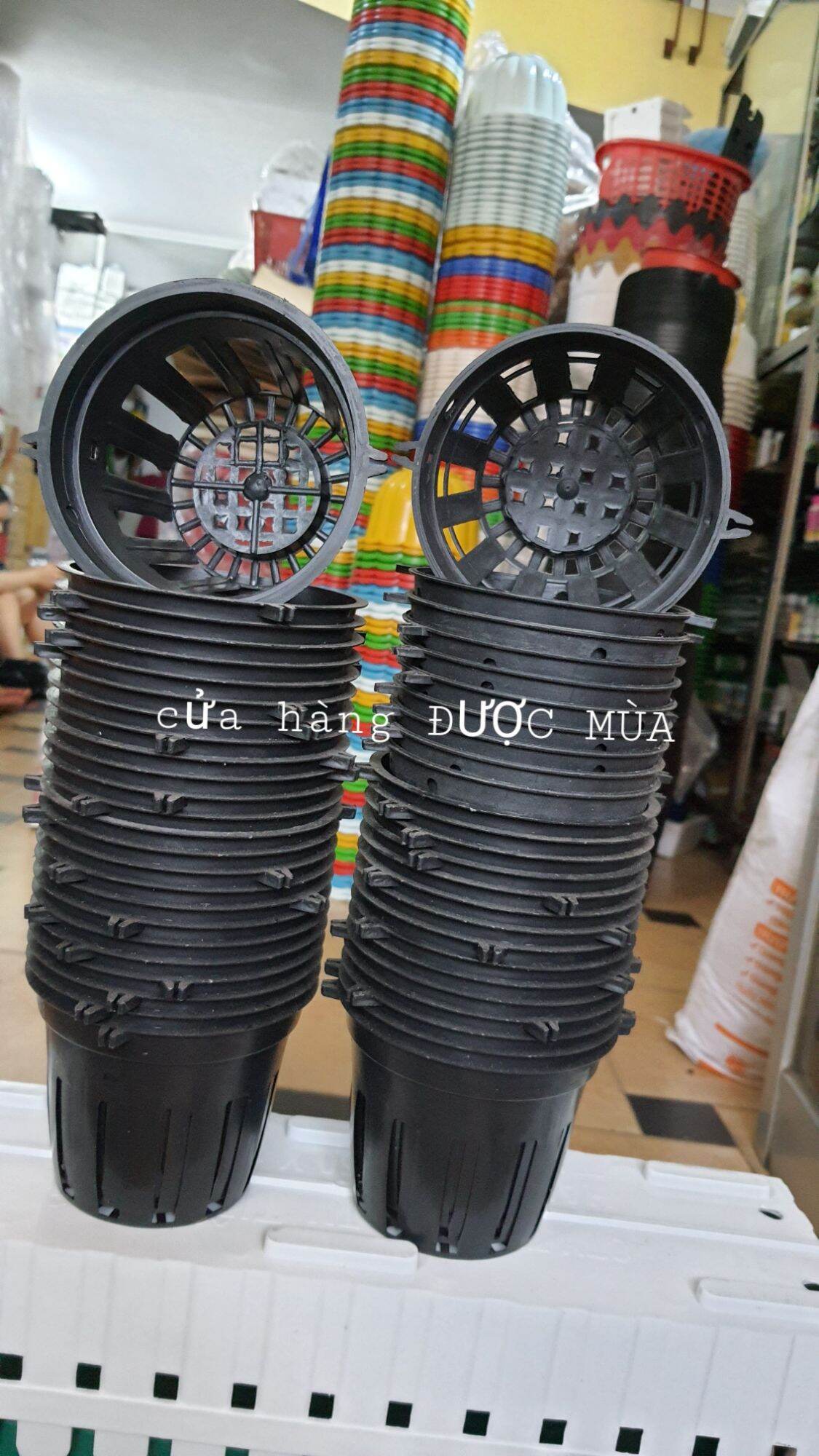 10 chậu nhựa trồng lan phi 12