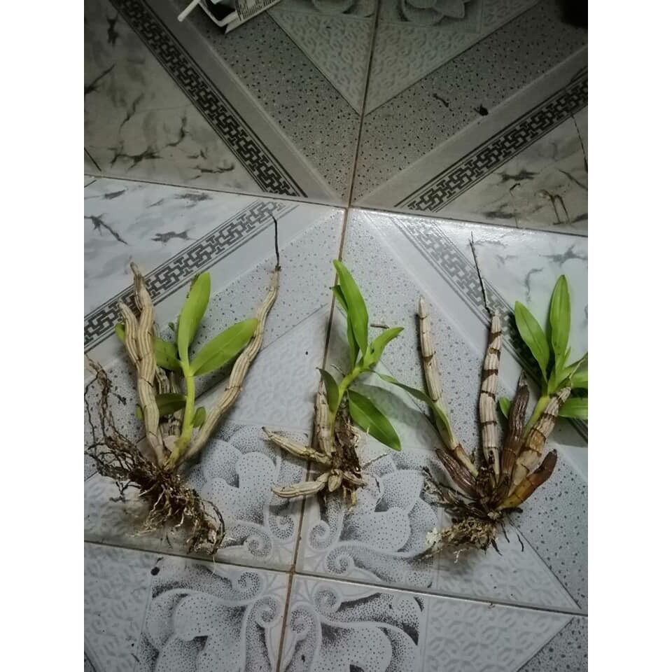 Hoa lan báo hỷ HOA TẾT