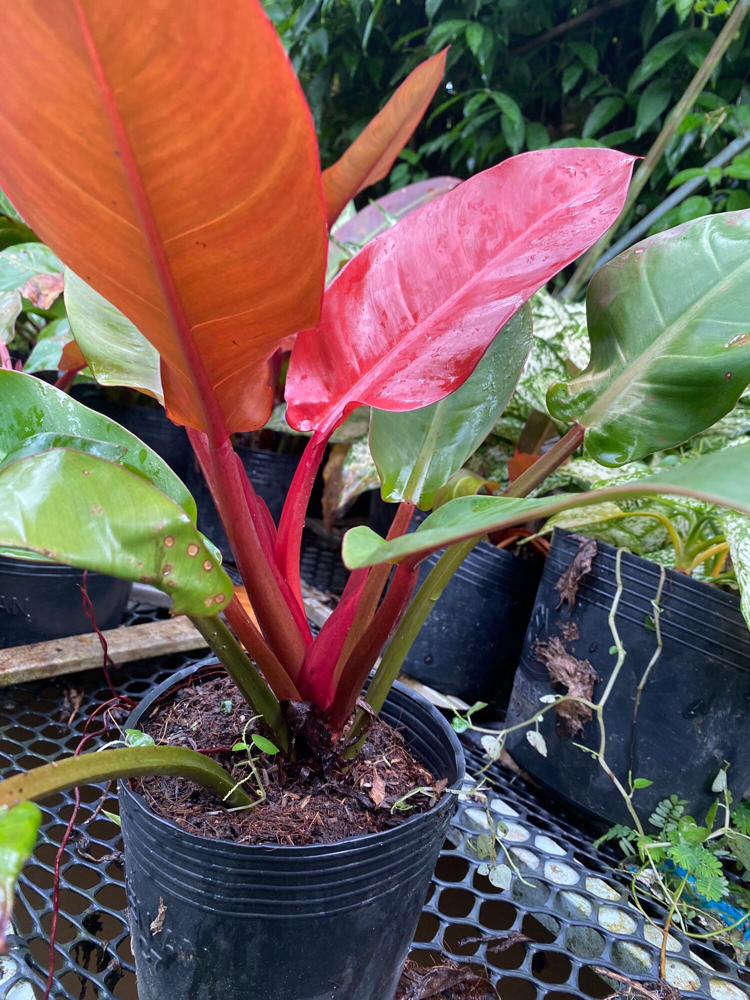 Trầu bà đế vương đỏ ( cây cao 20 cm)