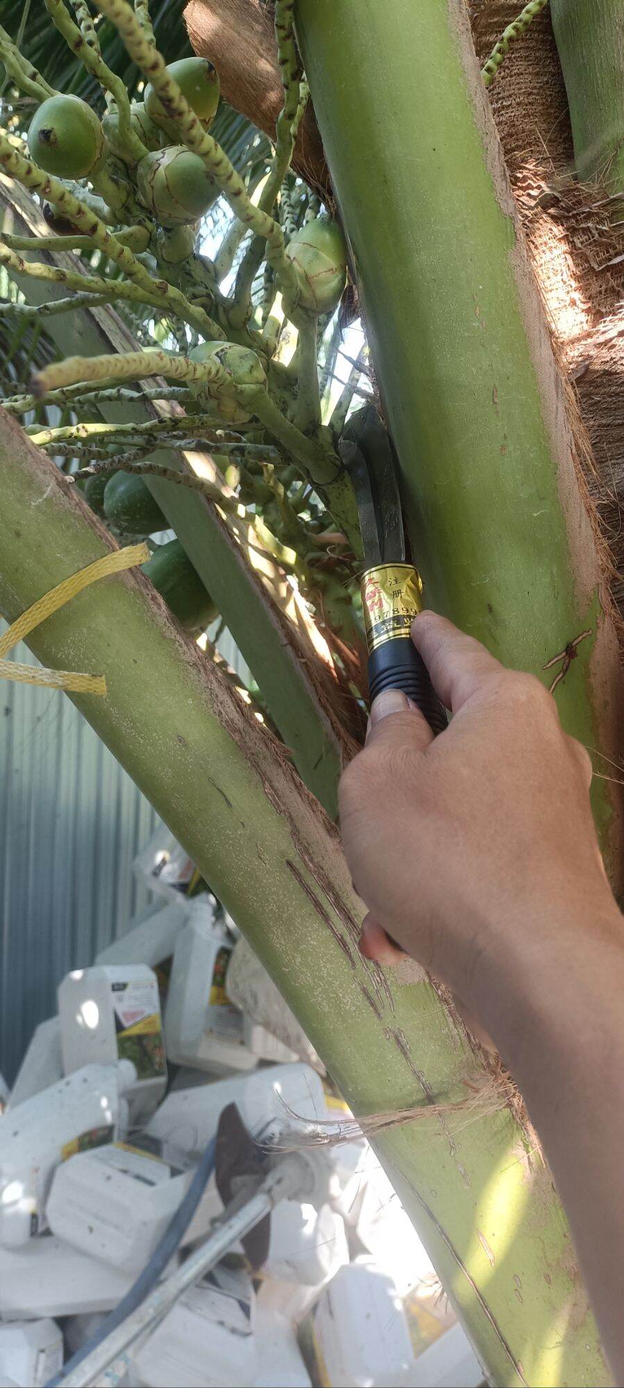Dụng cụ rửa dừa 3 tấc