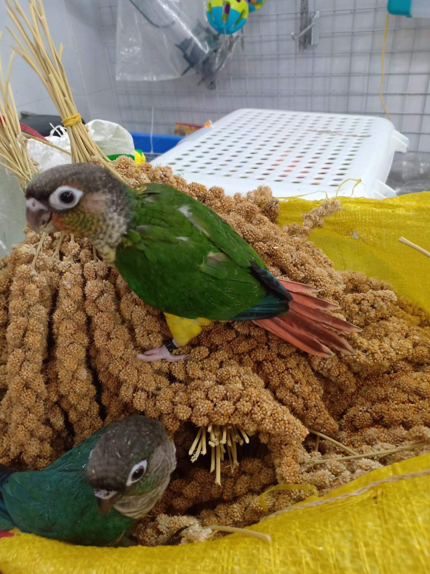 Kê chùm cho chim vẹt 200g.
