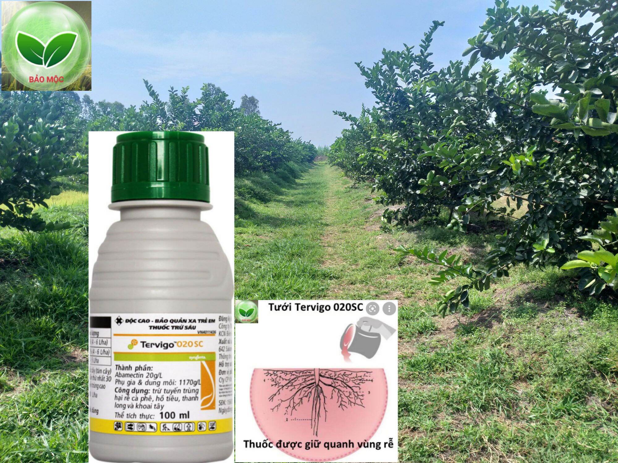 Thuốc trừ tuyến trùng rễ - Tervigo 20SC (100ml) - TRỪ TUYẾN TRÙNG RỄ CÀ PHÊ, HỒ TIÊU, THANH LONG VÀ KHOAI TÂY, HẠN CHẾ THỐI RỄ VÀ VÀNG LÁ