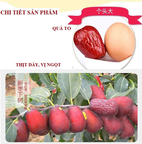 TÁO KHÔ HÒA ĐIỀN TÂN CƯƠNG 1kg