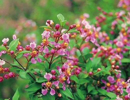 Cây hồng ngọc mai