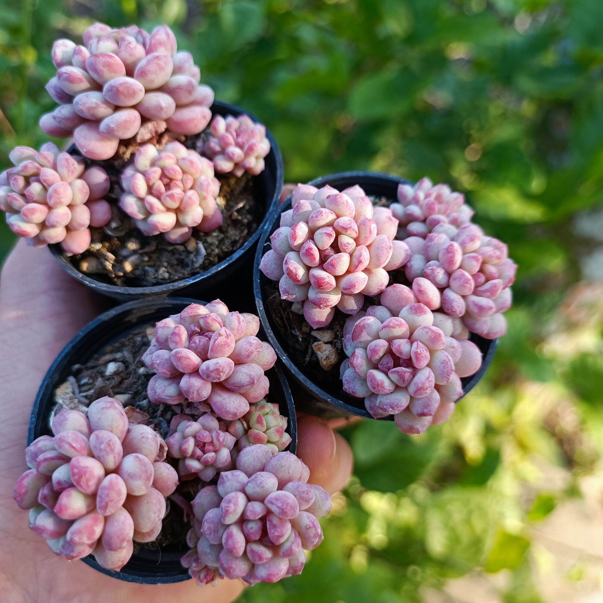 Sale+ sen đá sỏi hoa đào chùm mini rất đẹp 1 cốc 😍