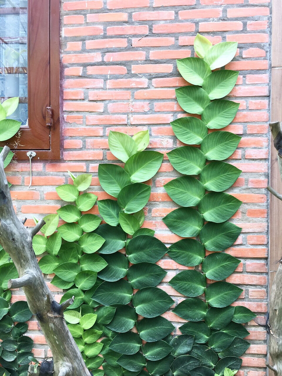 Cây dây kắt kè leo tường