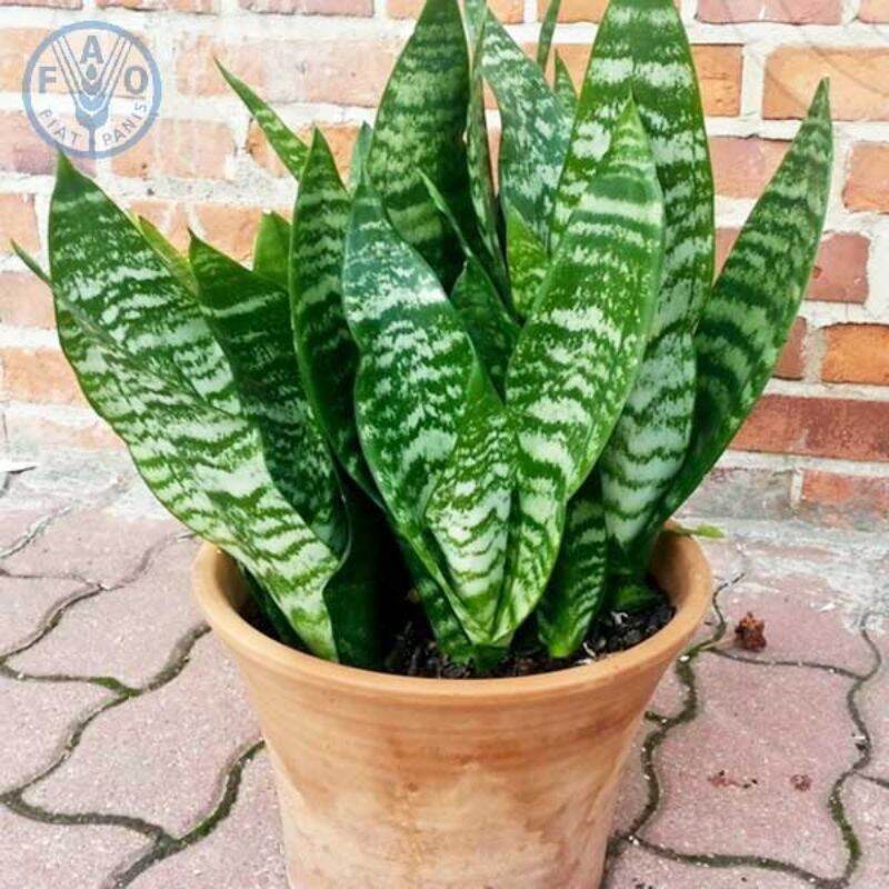 combo 3 cây lưỡi hổ dài 30cm
