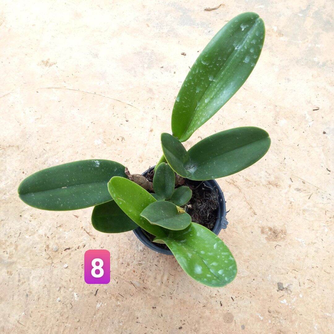 Hoa lan cát Vua Cương Sơn hoa thơm