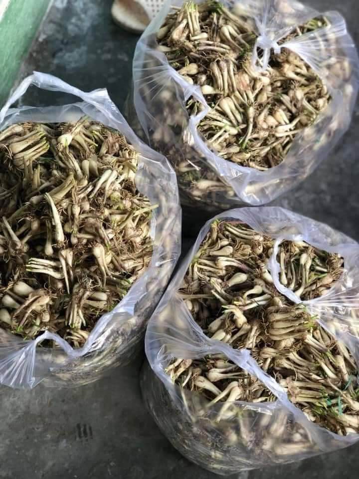 Kiệu Huế ngâm chua ngọt 500g