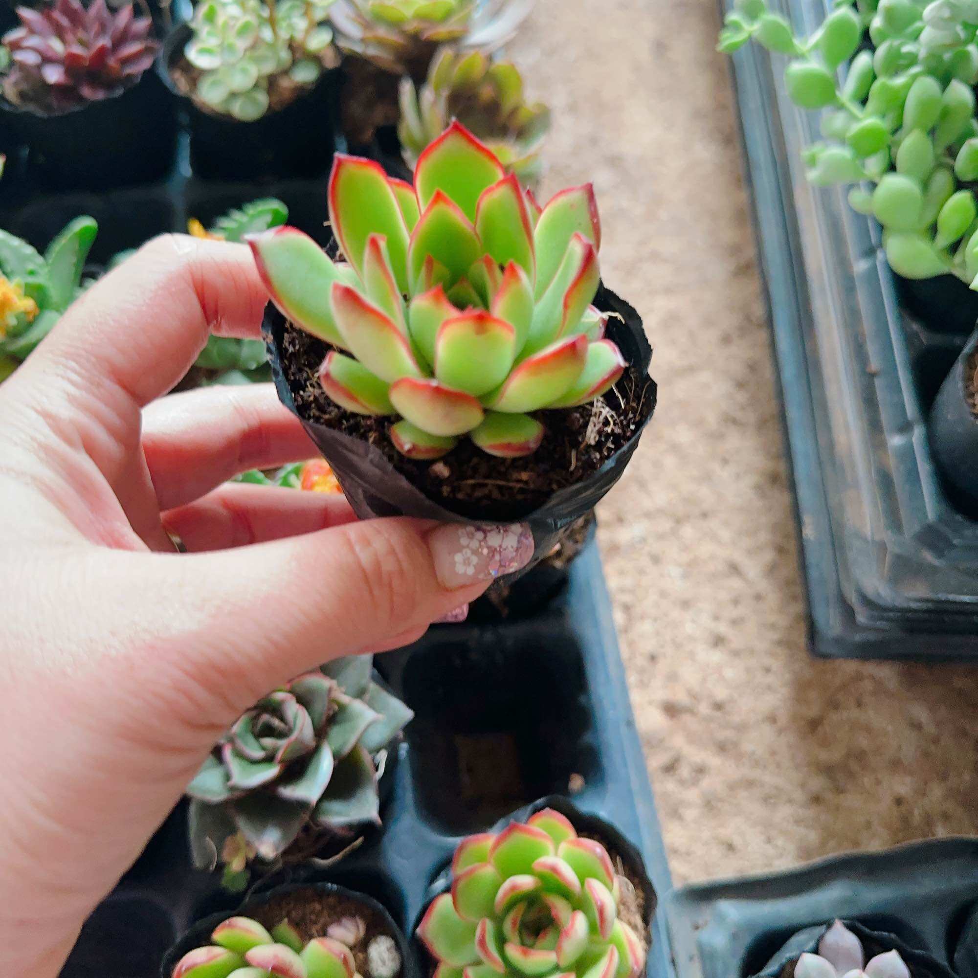 Sen đá viền đỏ size bầu 3-5cm