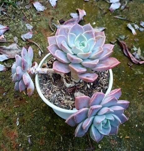 Sen ruby xanh thụ🌲xuất xứ đà lạt🌵❄️siêu khoẻ🌲
