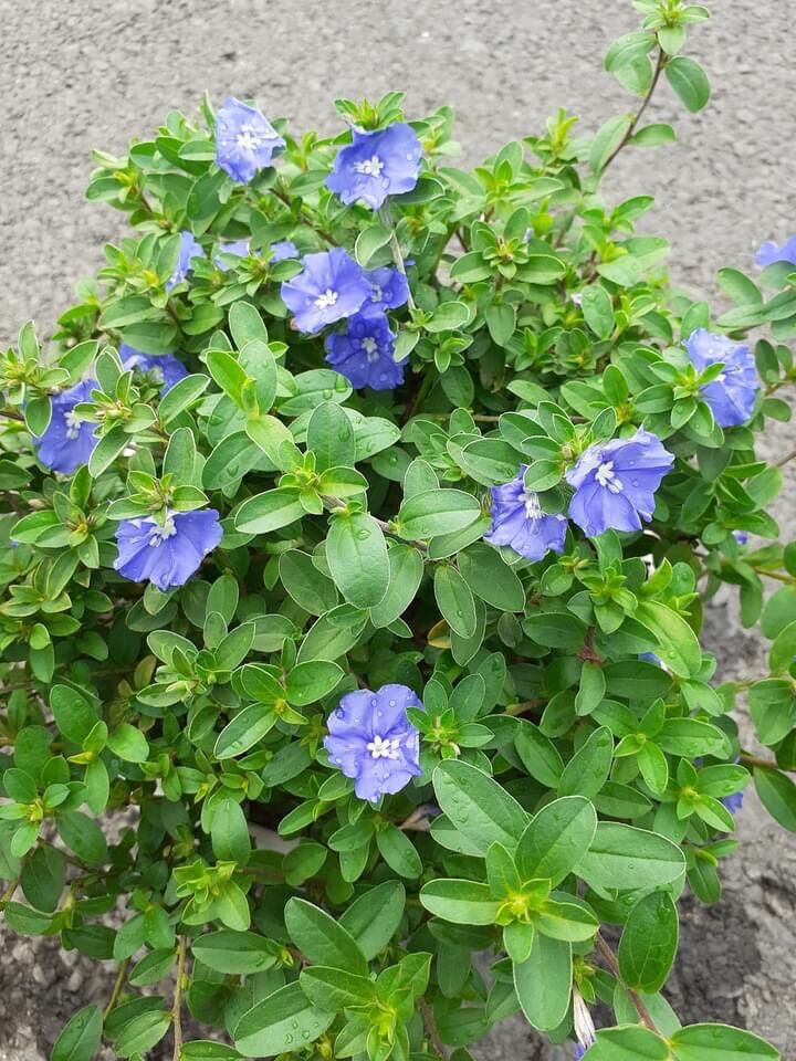 Chậu hoa thanh Tú treo