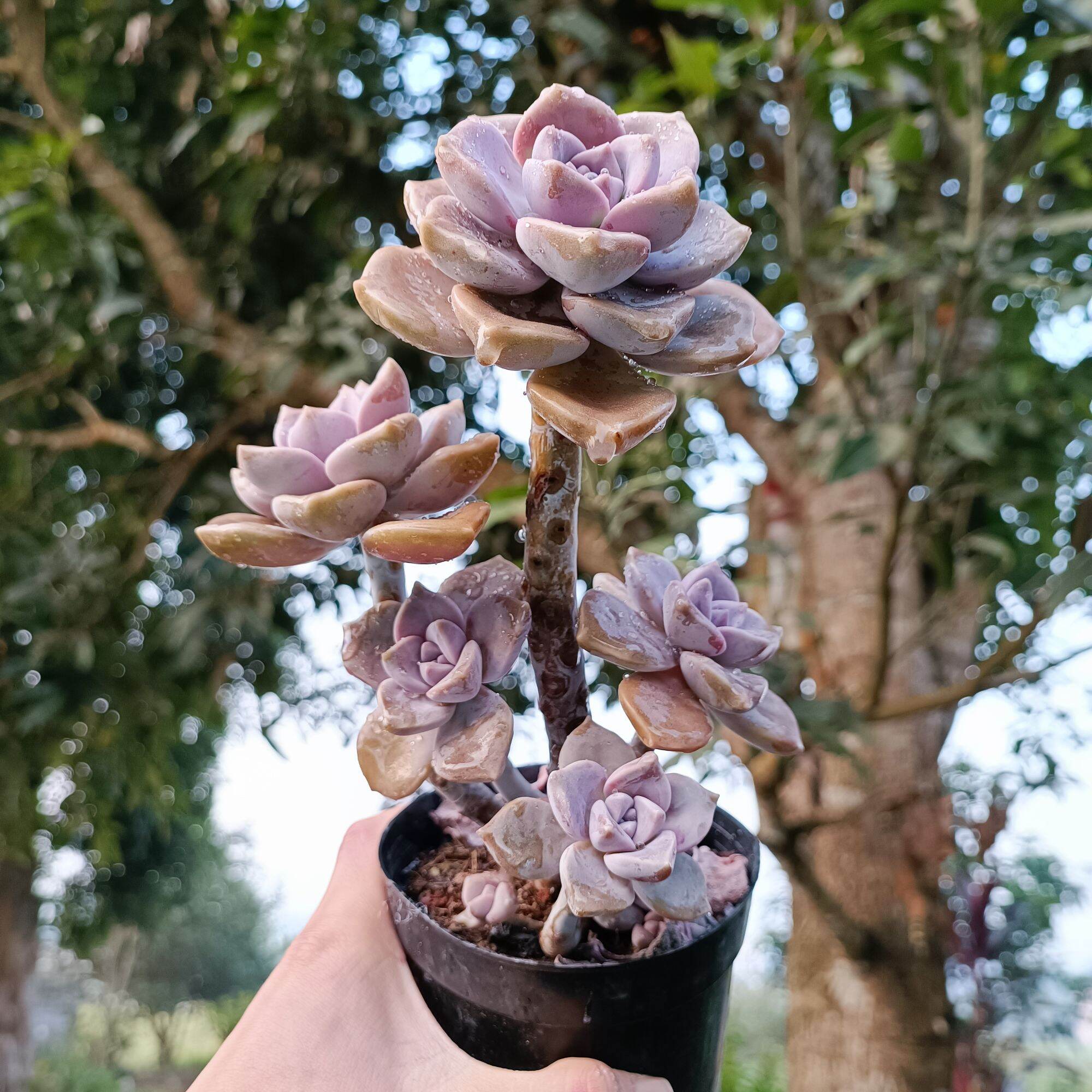 Sale xả - sen đá tím thụ rất đẹp 😍