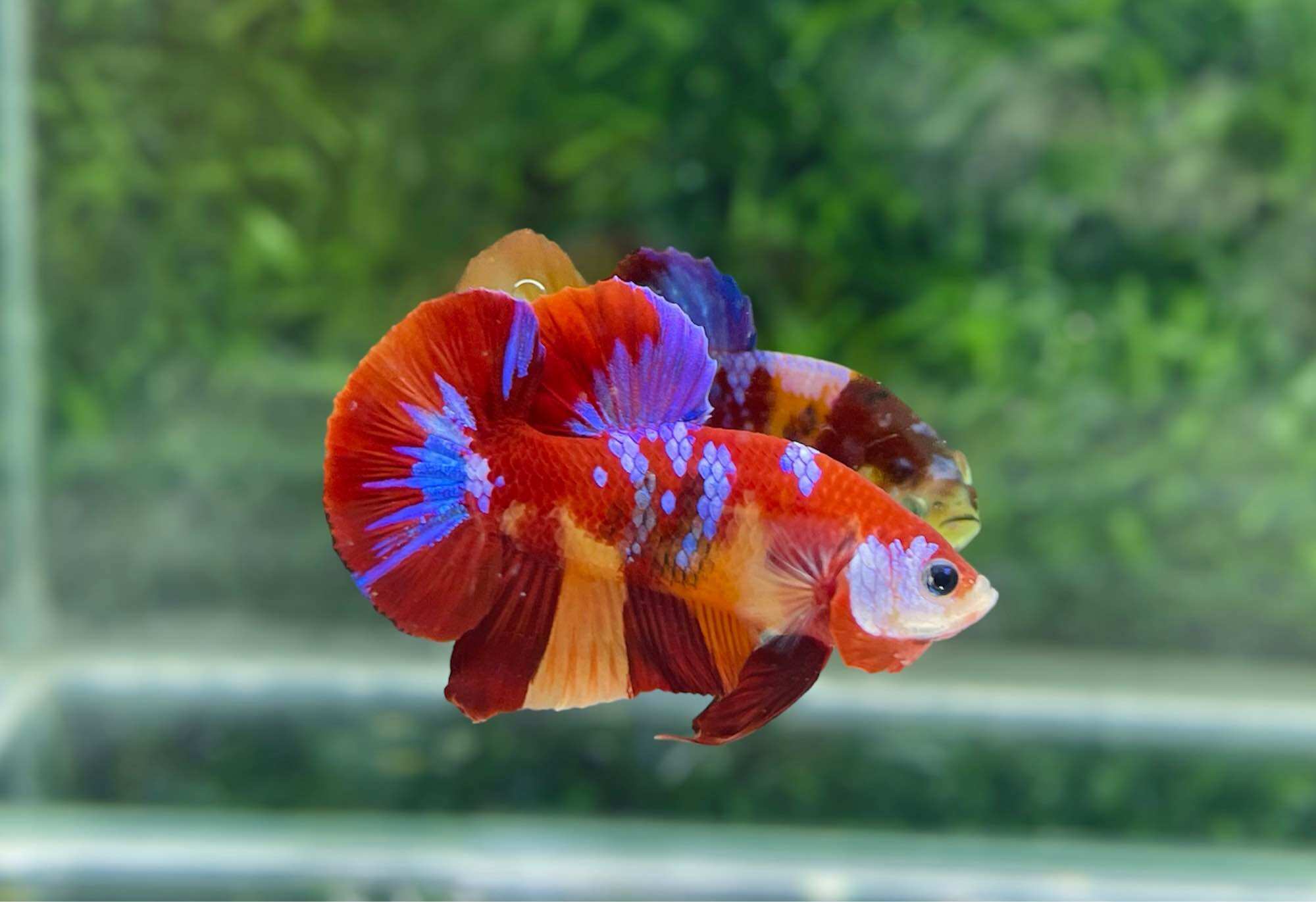 Betta Nemo Muticolor - Hàng cao cấp