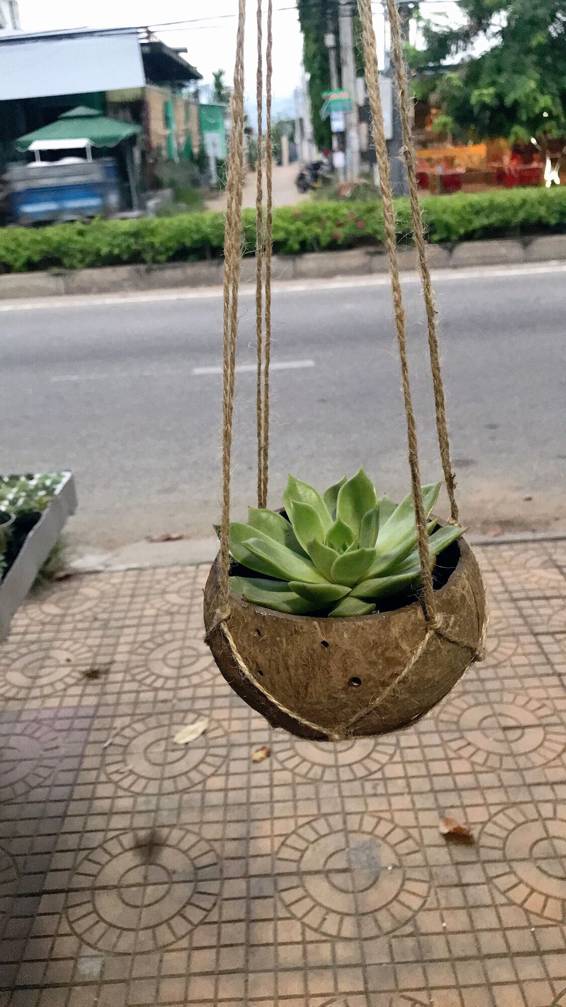 Chậu gáo dừa kèm dây treo (không kèm cây)