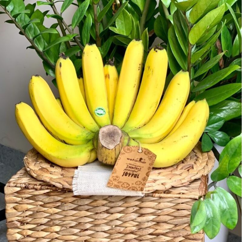 Chuối già Laba (cây giống thuần xứ nóng)