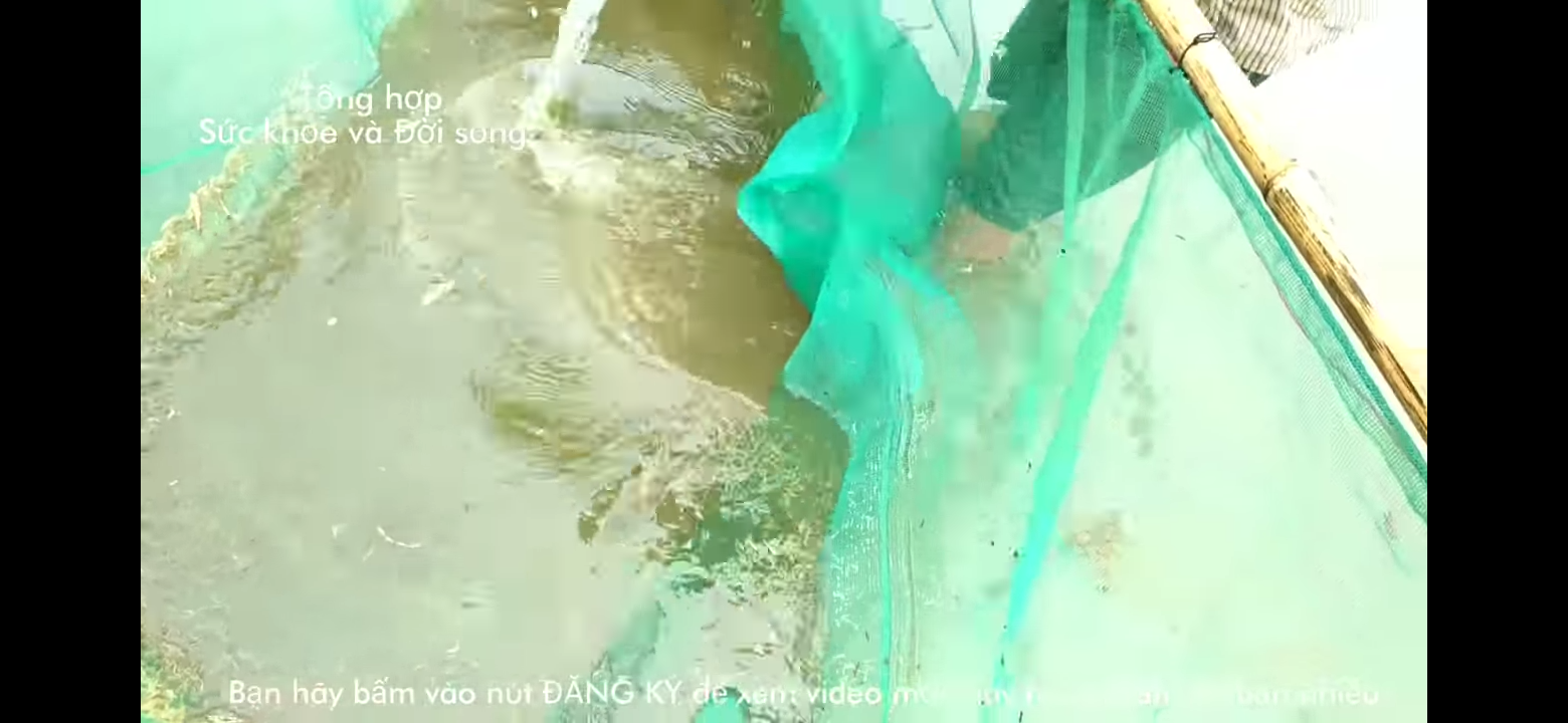 te tép,xiếc tôm cá nhỏ,tép riu mắt lưới 1ly(chú ý chỉ bán lưới)