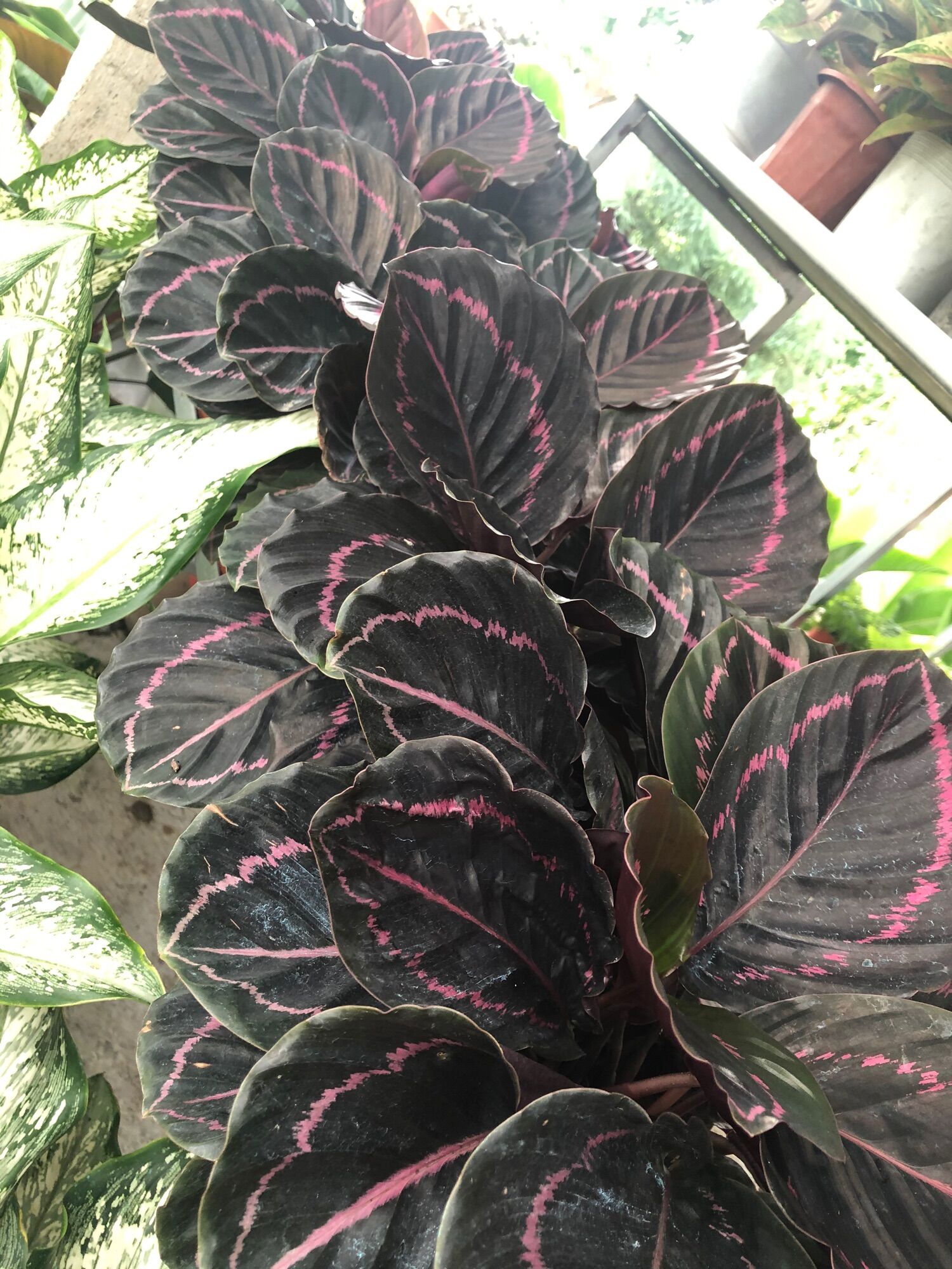 Cây đuôi công tím/ calathea dottie