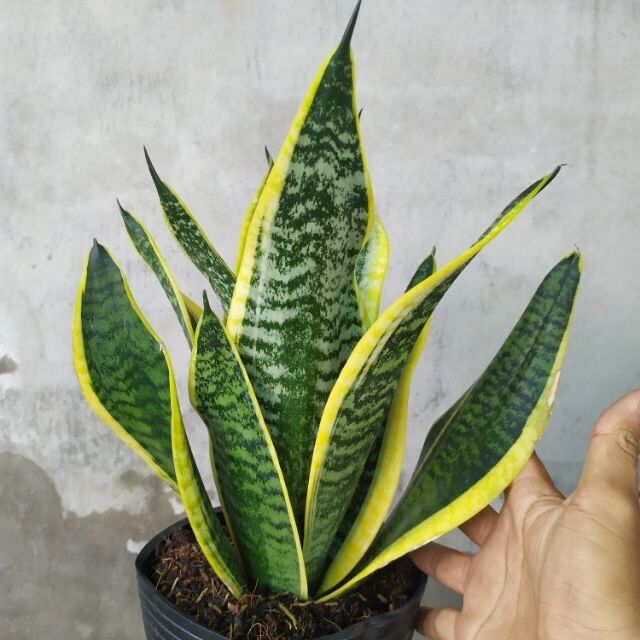 Cây lưỡi hổ thái