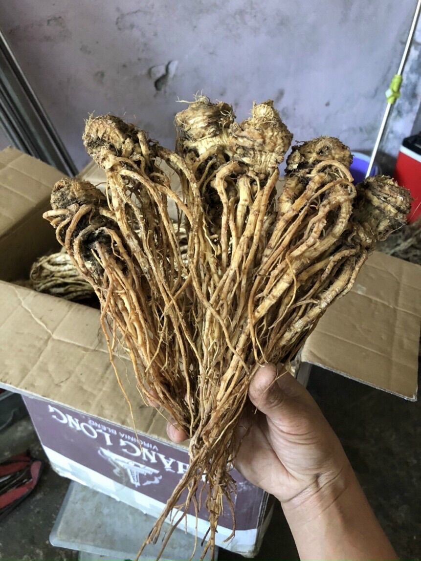 Sâm đương quy khô 165k/kg