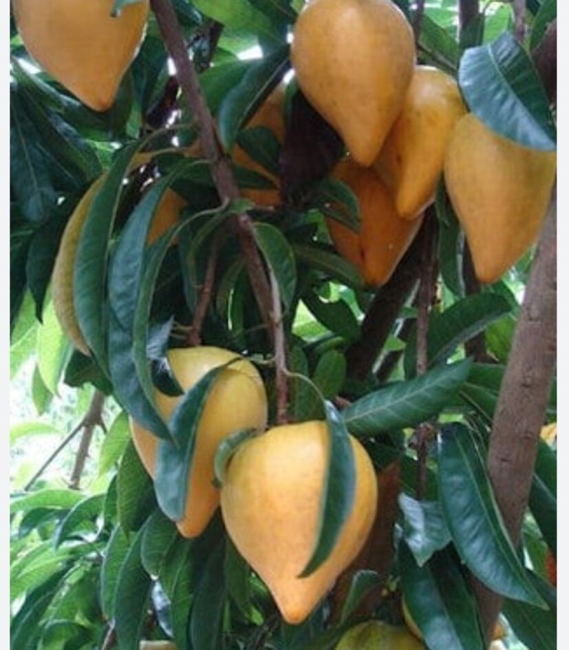 Cây lekima thái ( cây trứng gà )