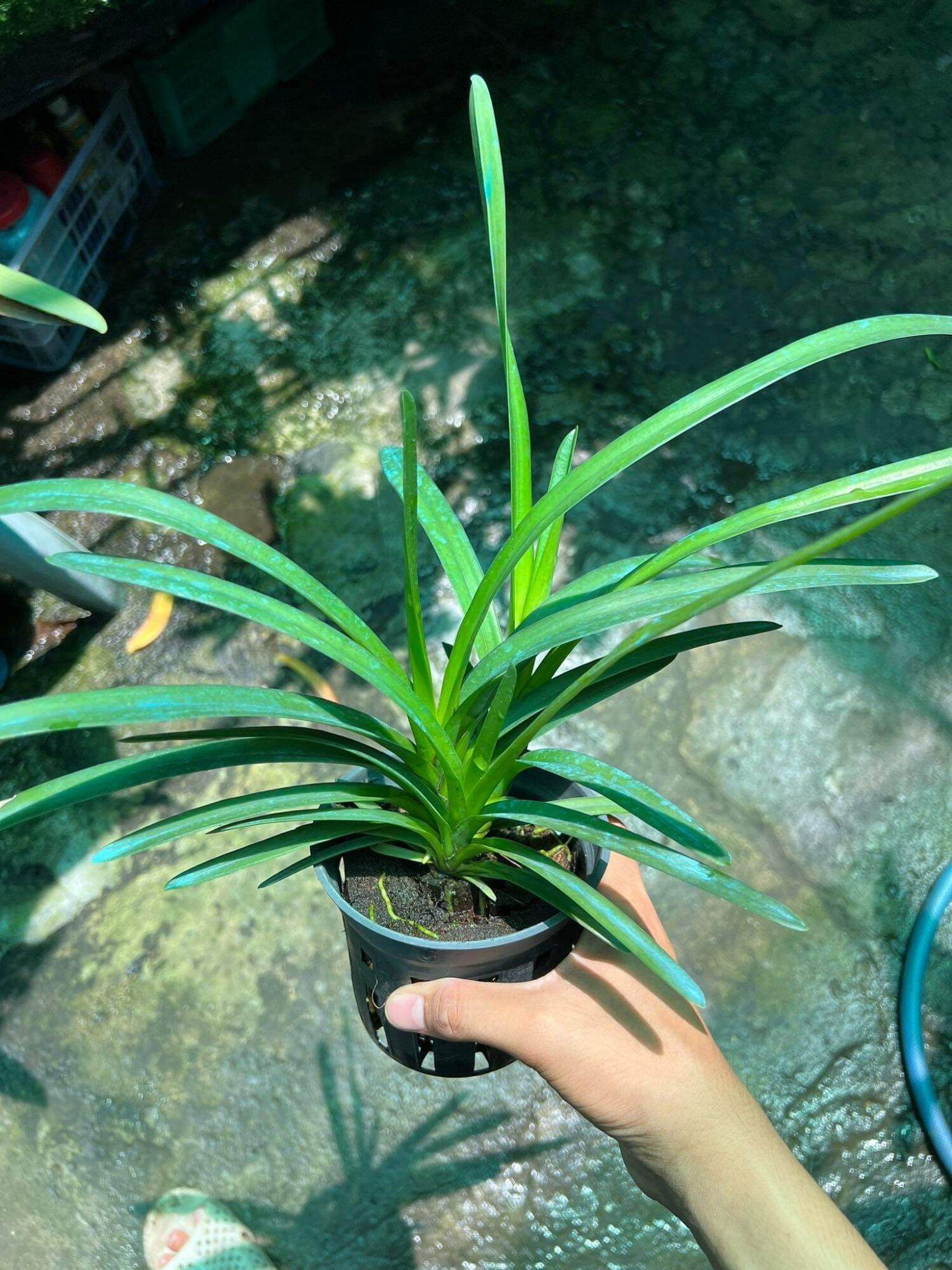 Lan Kiếm Xanh Huế gieo hạt