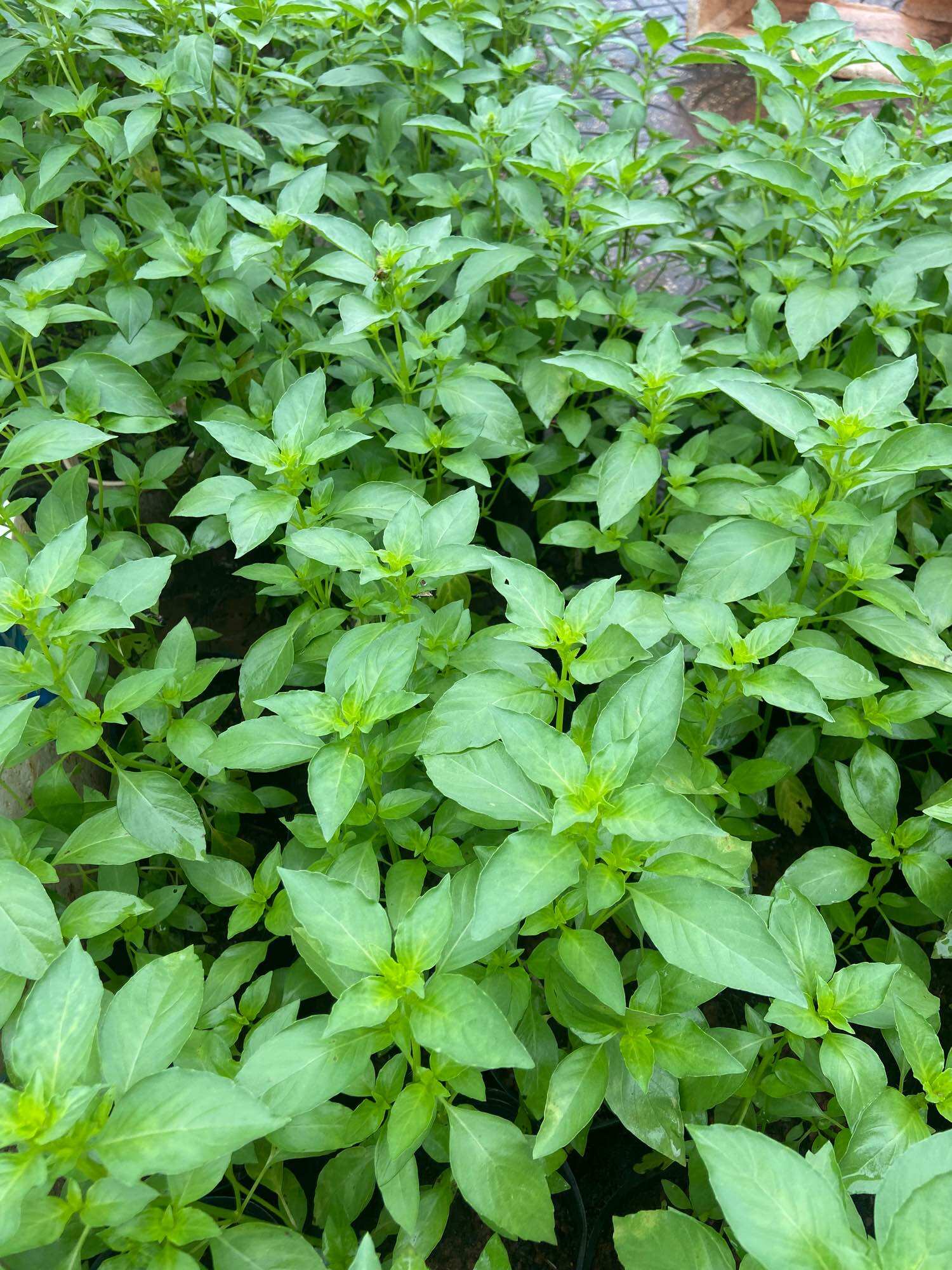 Hạt giống é trắng (gói 5gr), lá é nấu lẩu gà lá é
