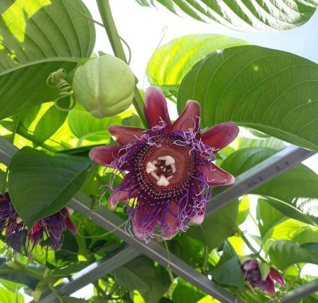 Cây Dưa Tây giống