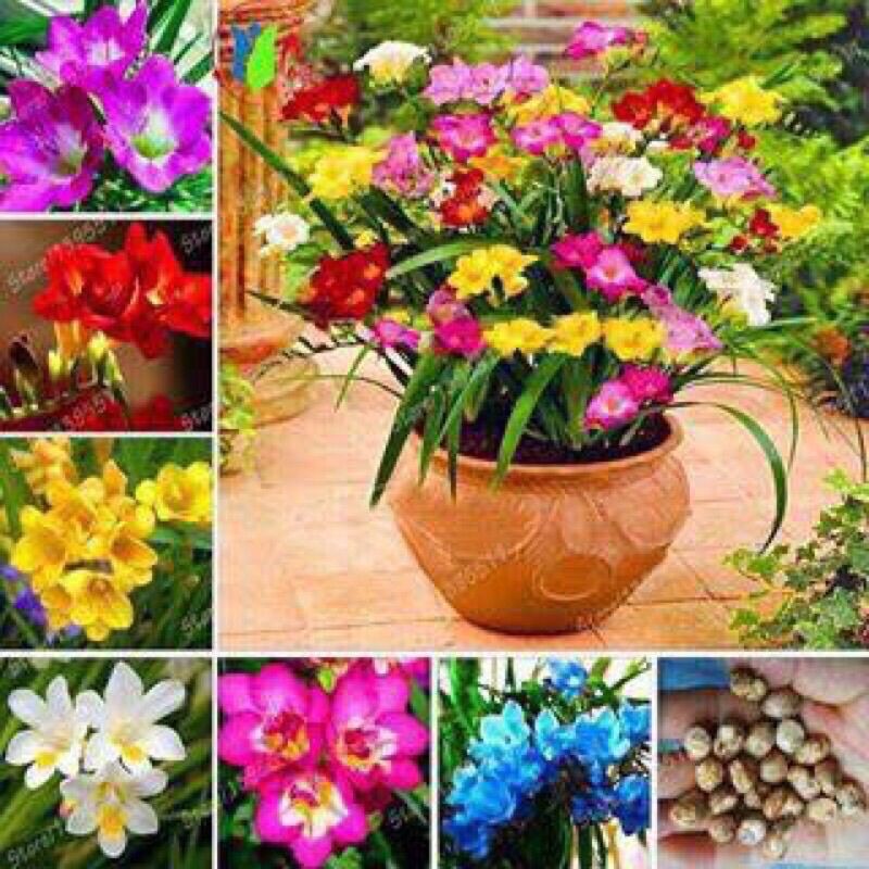 Củ Giống Địa Lan Nam Phi Chơi Tết(set 5 củ)