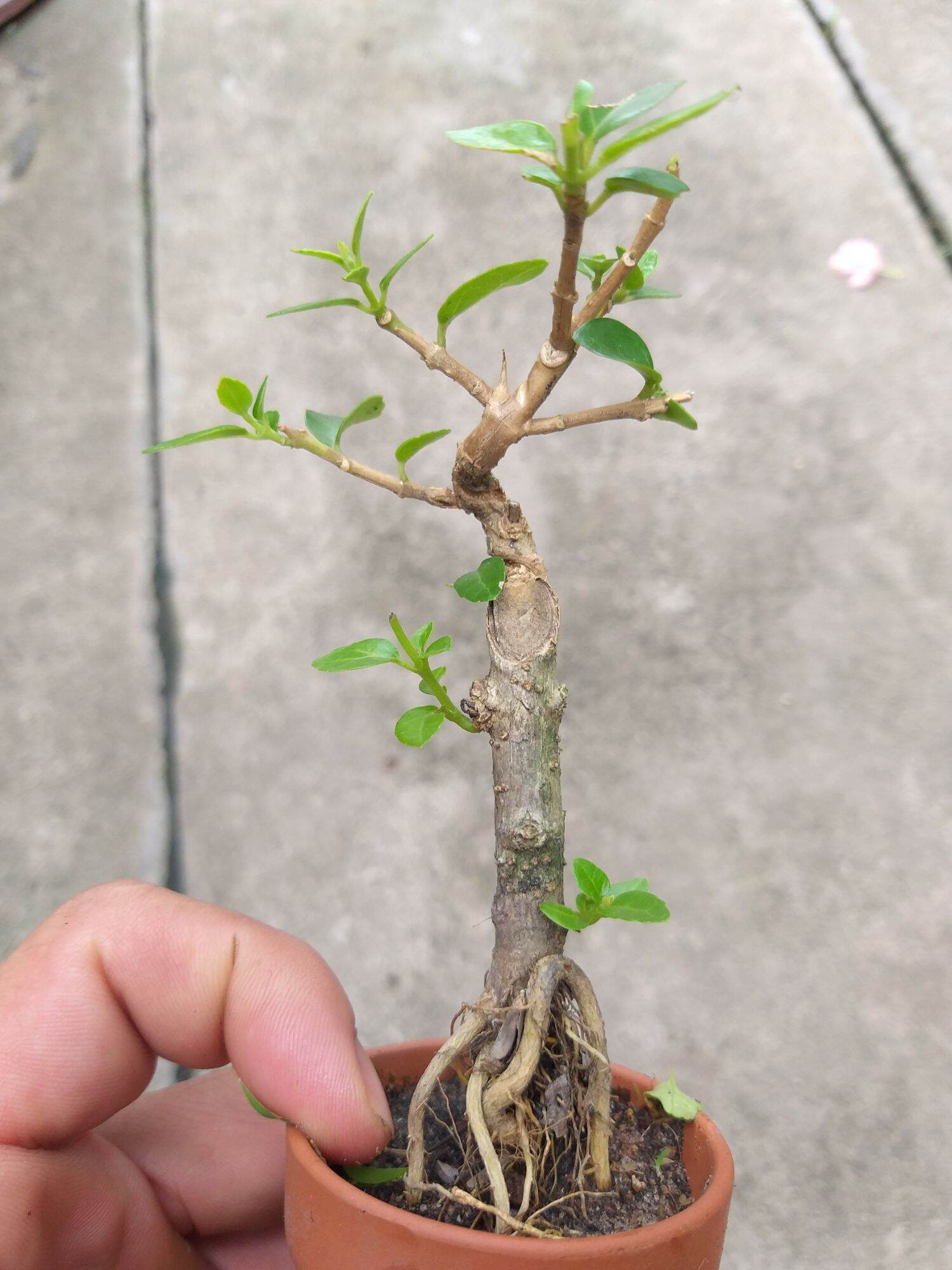 [HCM]Sam Hương mini Bonsai Có chậu