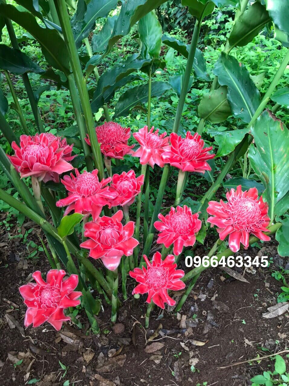 Củ giống Sen Cạn- Sen Đa Lộc- Cây Ngọn Đuốc (5 màu)