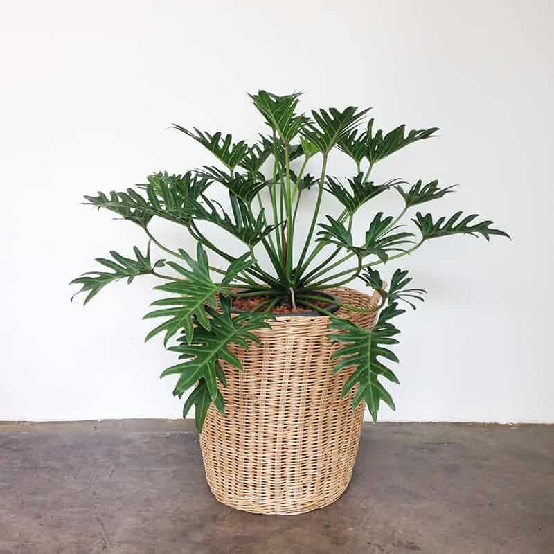 <CÂY PHONG THỦY> Chậu Trầu Bà Chân Vịt sz lớn