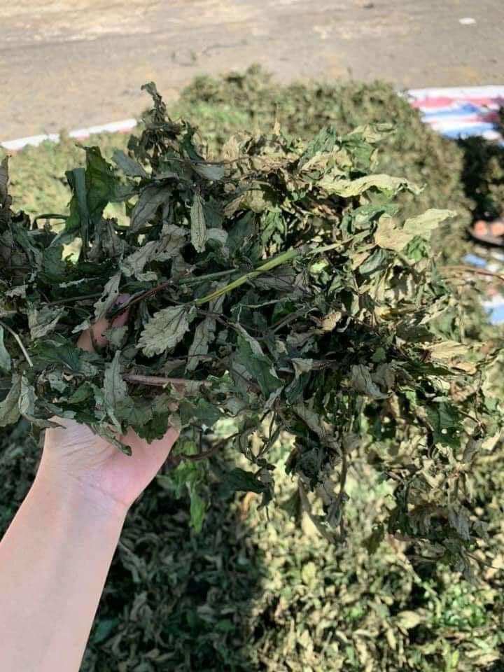 100k/500g lá đắng dân tộc ( lá kìa cơm) hàng đẹp mới