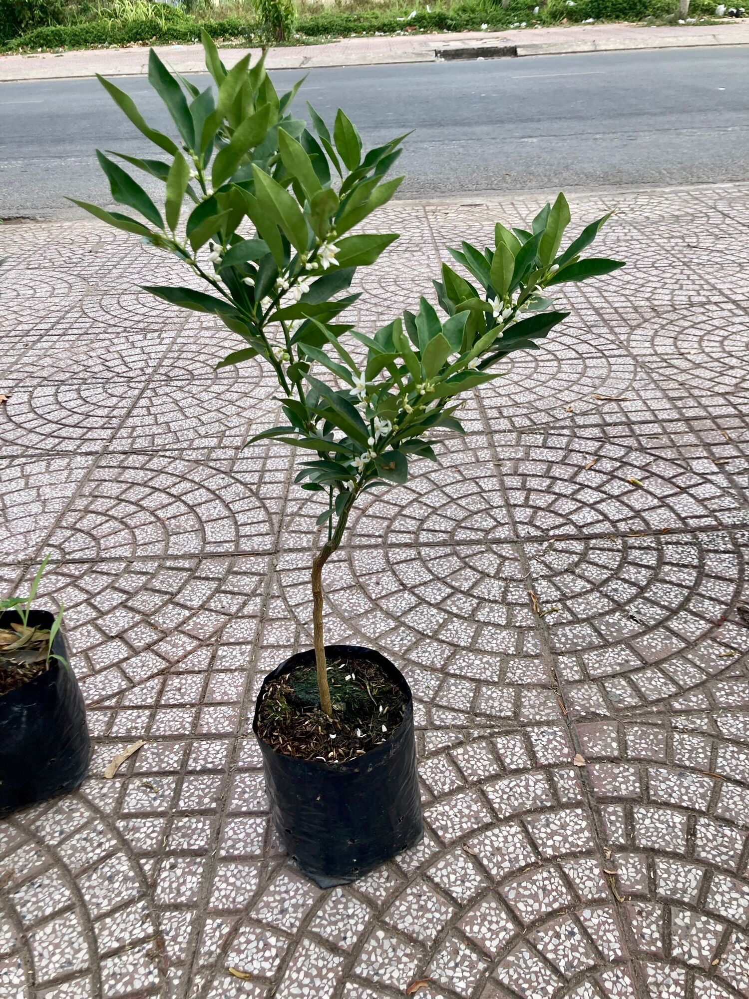 Hạnh ngọt hay hạnh thái cây đang trái