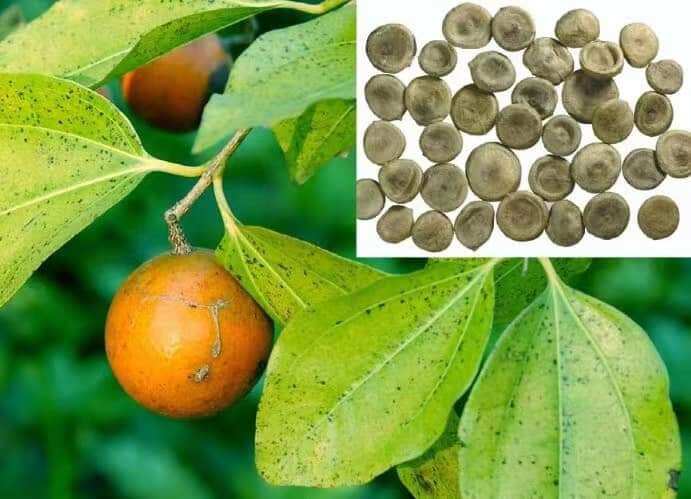 500g hạt mã tiền đen